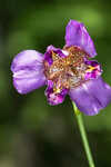 Propeller flower